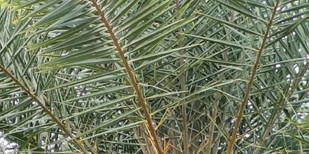 无线磨砂电竞鼠标使用指南